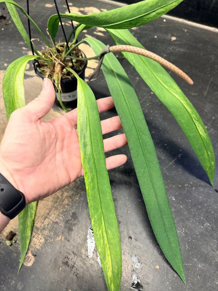 Handpicked 270 - Anthurium Vittariifolium Variegata - 100mm Pot | Uprooted