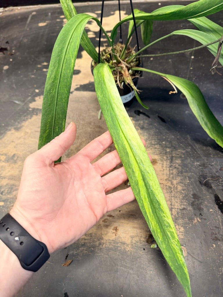 Handpicked 270 - Anthurium Vittariifolium Variegata - 100mm Pot | Uprooted