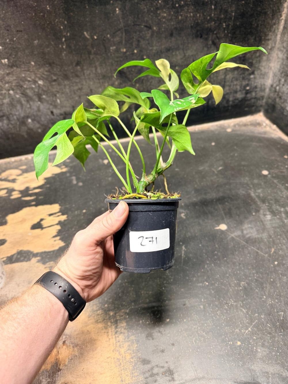 Handpicked 271 - Rhaphidophora Tetrasperma Variegata Albo - 100mm Pot | Uprooted