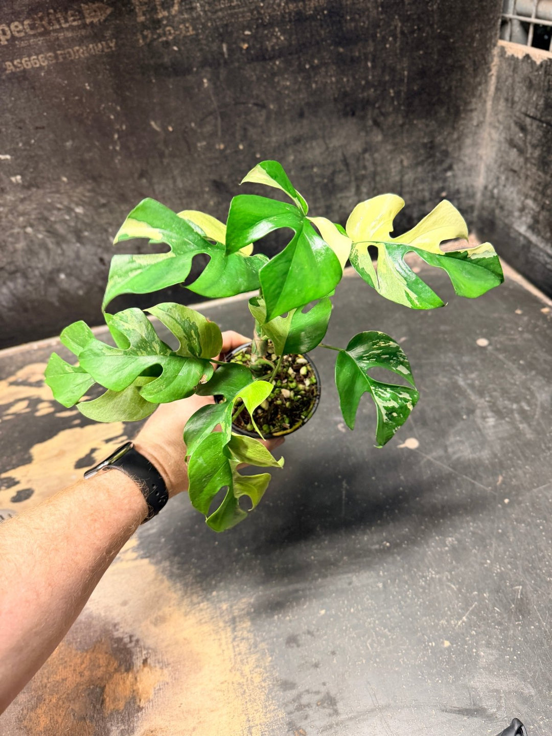 Handpicked 271 - Rhaphidophora Tetrasperma Variegata Albo - 100mm Pot | Uprooted
