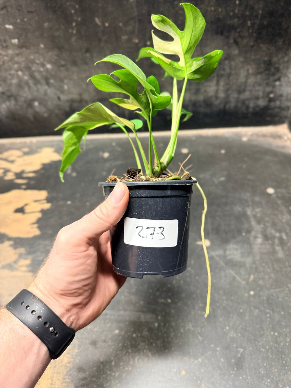 Handpicked 273 - Rhaphidophora Tetrasperma Variegata Albo - 100mm Pot | Uprooted