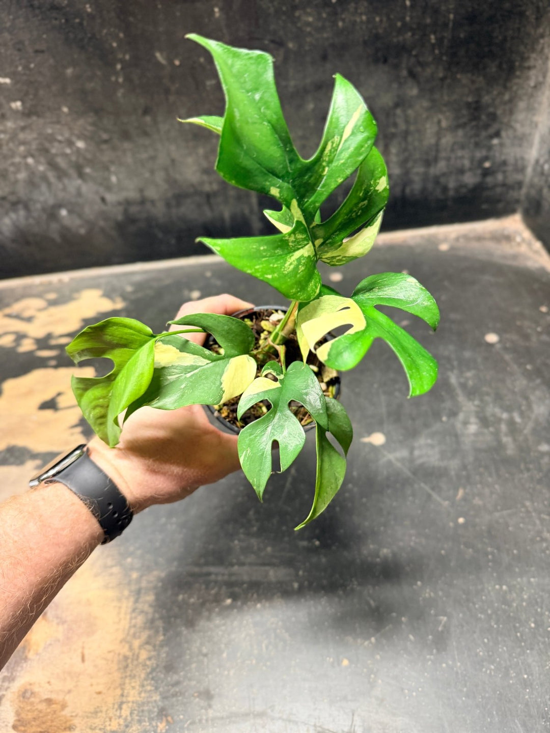 Handpicked 273 - Rhaphidophora Tetrasperma Variegata Albo - 100mm Pot | Uprooted