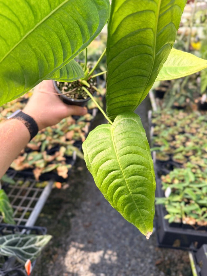 Handpicked 28 - Anthurium Veitchii - Intermediate Form | Uprooted