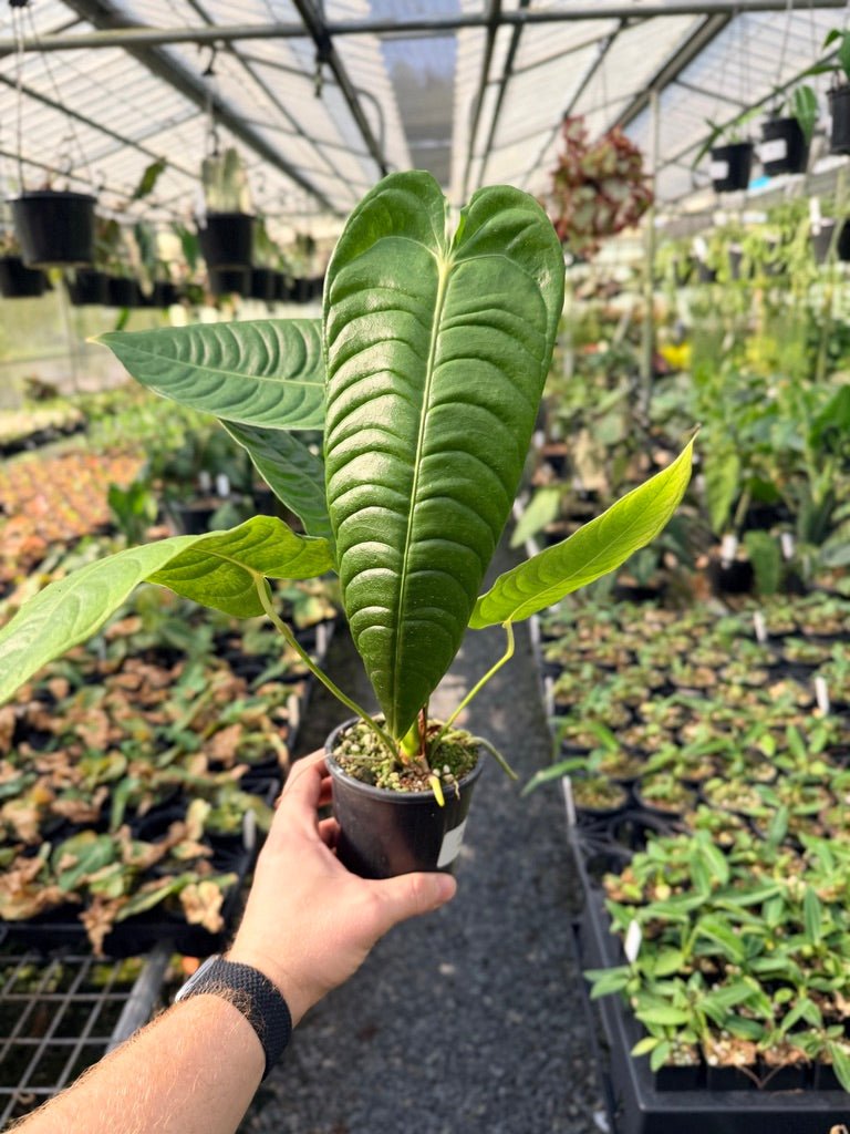Handpicked 28 - Anthurium Veitchii - Intermediate Form | Uprooted