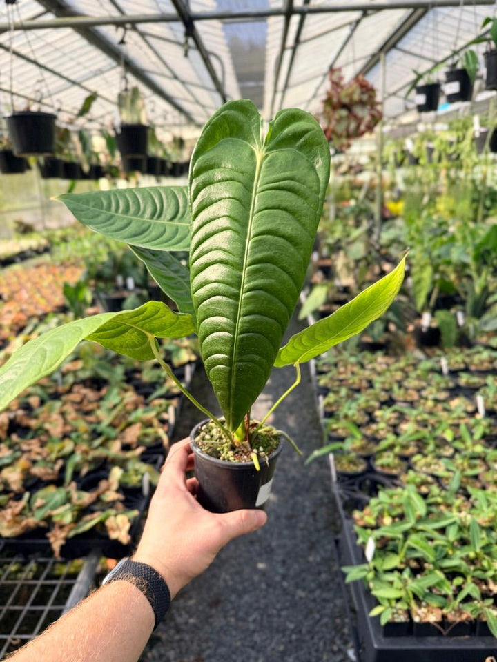 Handpicked 28 - Anthurium Veitchii - Intermediate Form | Uprooted