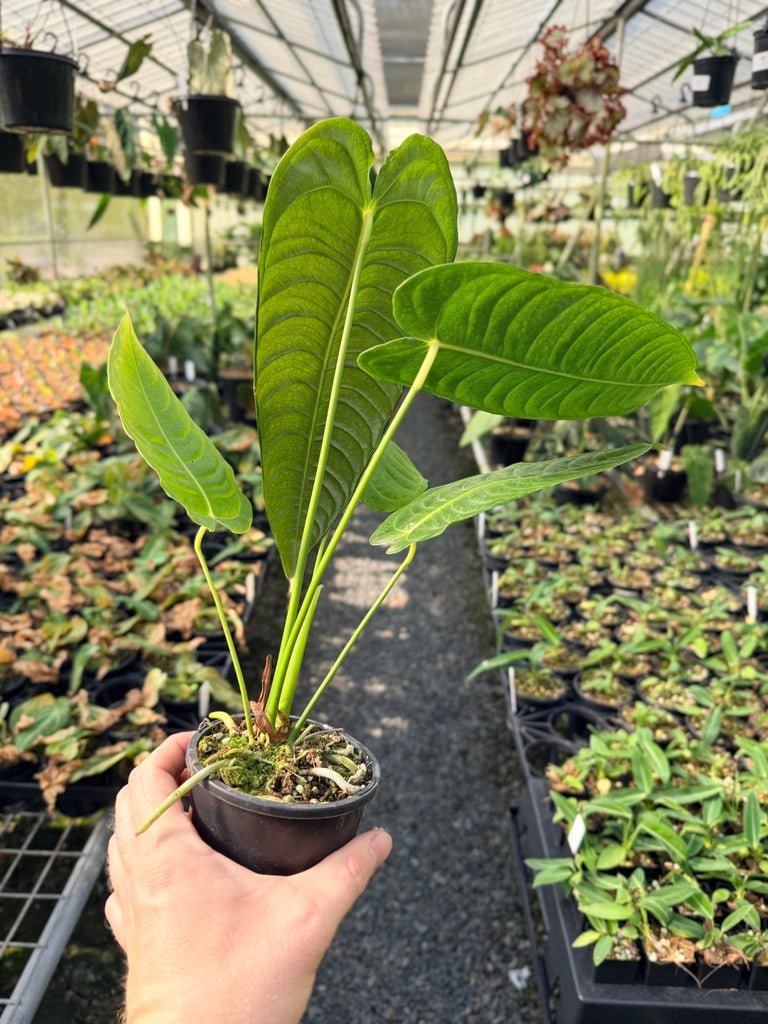 Handpicked 28 - Anthurium Veitchii - Intermediate Form | Uprooted