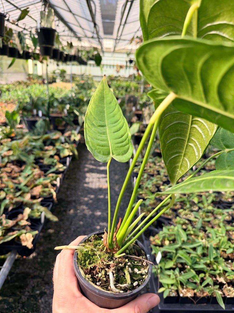 Handpicked 28 - Anthurium Veitchii - Intermediate Form | Uprooted