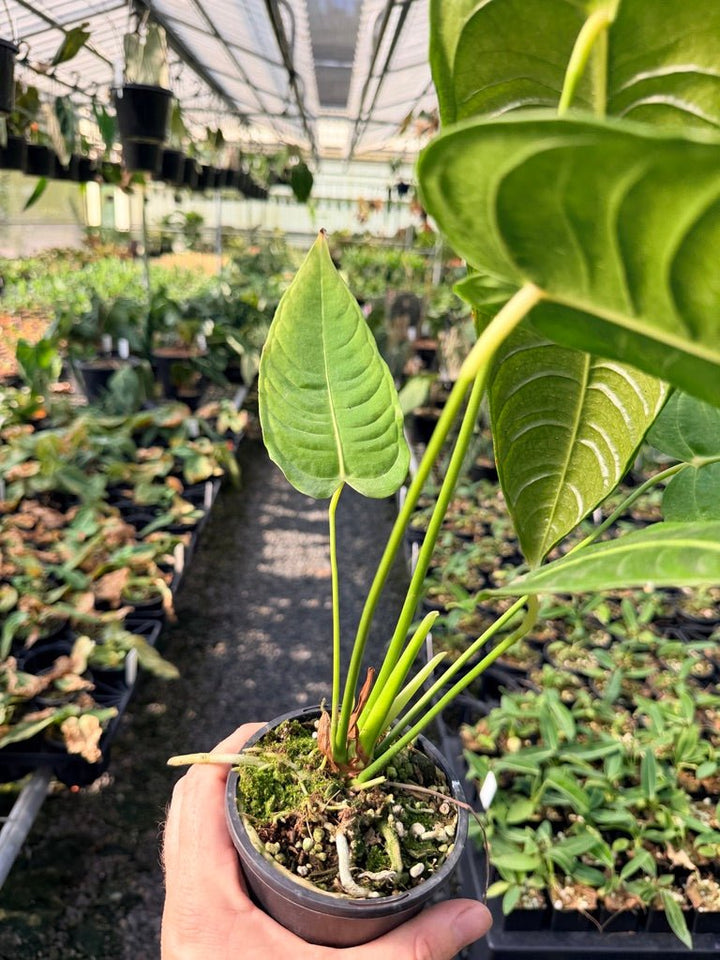 Handpicked 28 - Anthurium Veitchii - Intermediate Form | Uprooted