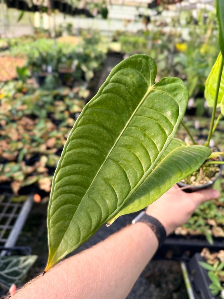 Handpicked 28 - Anthurium Veitchii - Intermediate Form | Uprooted