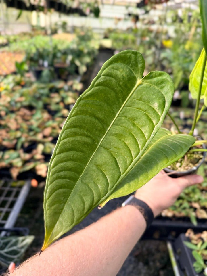 Handpicked 28 - Anthurium Veitchii - Intermediate Form | Uprooted