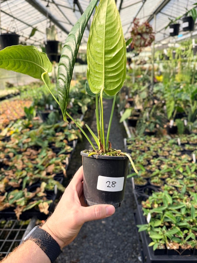 Handpicked 28 - Anthurium Veitchii - Intermediate Form | Uprooted