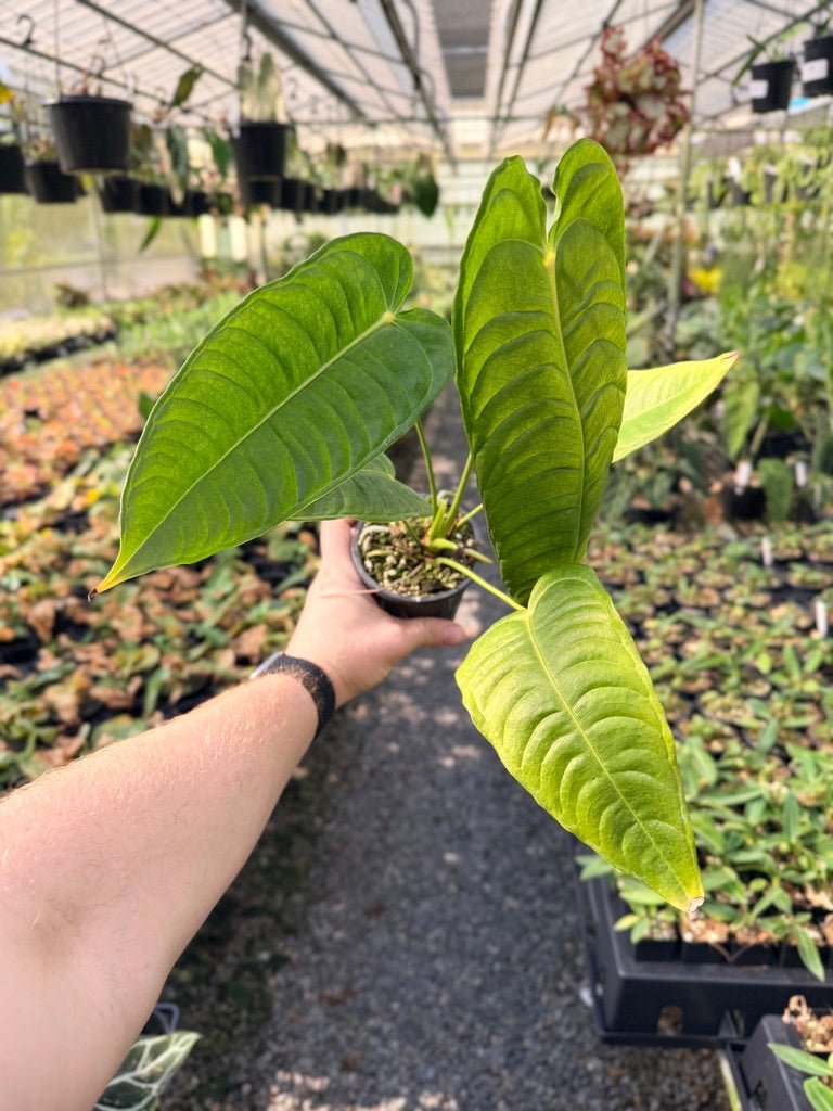 Handpicked 28 - Anthurium Veitchii - Intermediate Form | Uprooted