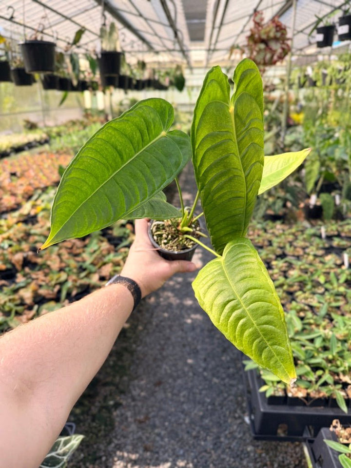 Handpicked 28 - Anthurium Veitchii - Intermediate Form | Uprooted