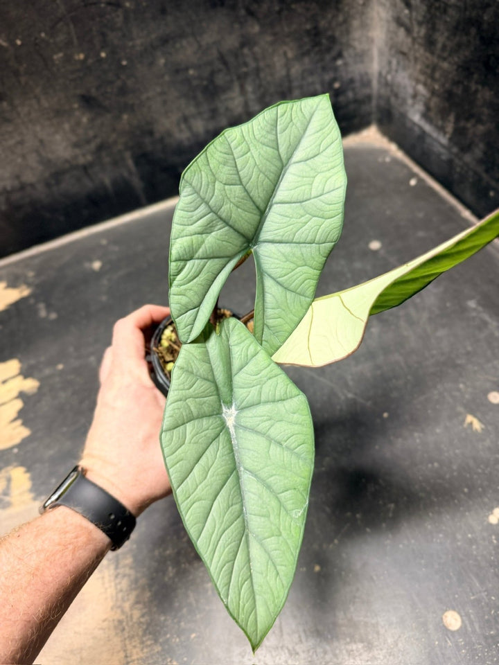 Handpicked 281 - Alocasia Bisma NOID Hybrid - 100mm Pot | Uprooted