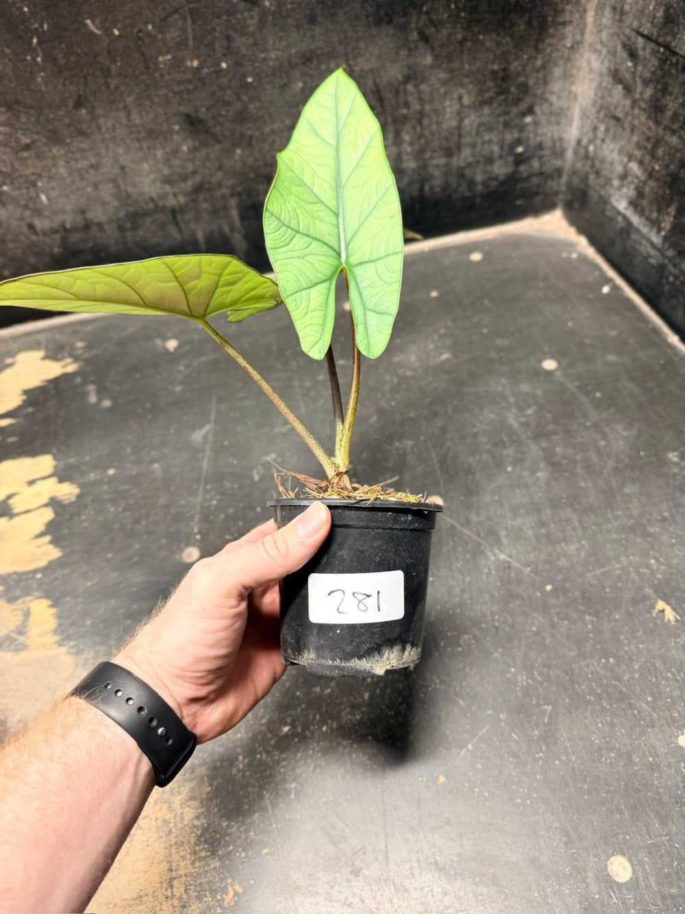 Handpicked 281 - Alocasia Bisma NOID Hybrid - 100mm Pot | Uprooted