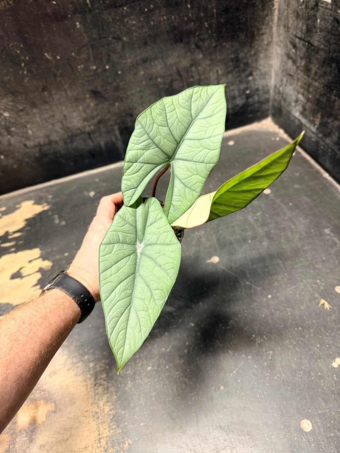Handpicked 281 - Alocasia Bisma NOID Hybrid - 100mm Pot | Uprooted