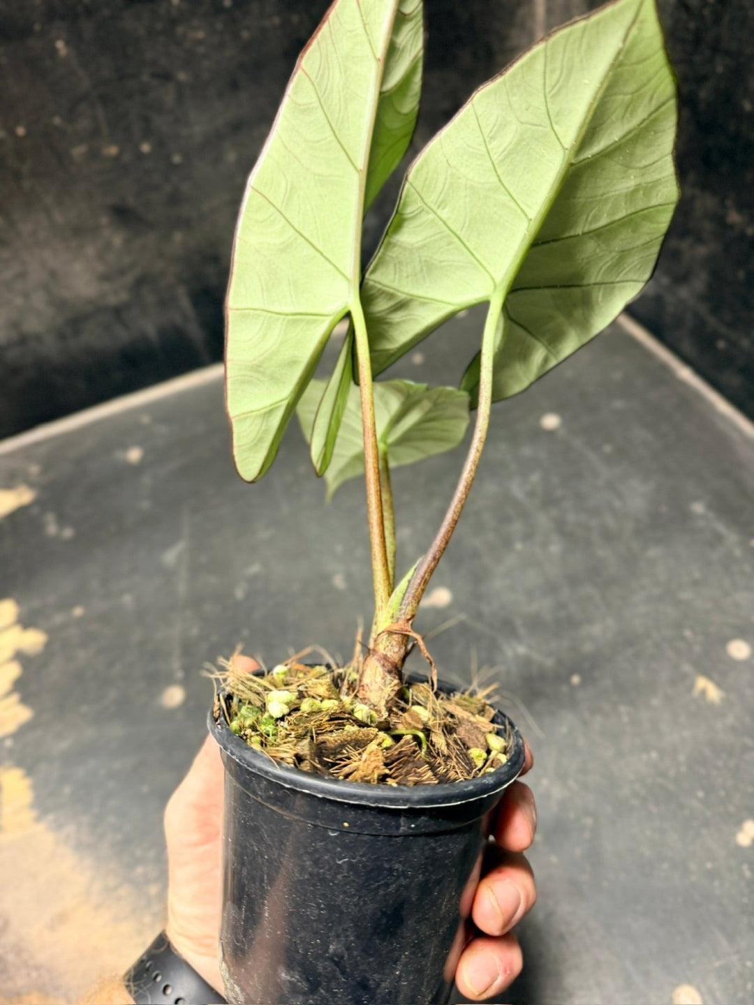 Handpicked 281 - Alocasia Bisma NOID Hybrid - 100mm Pot | Uprooted