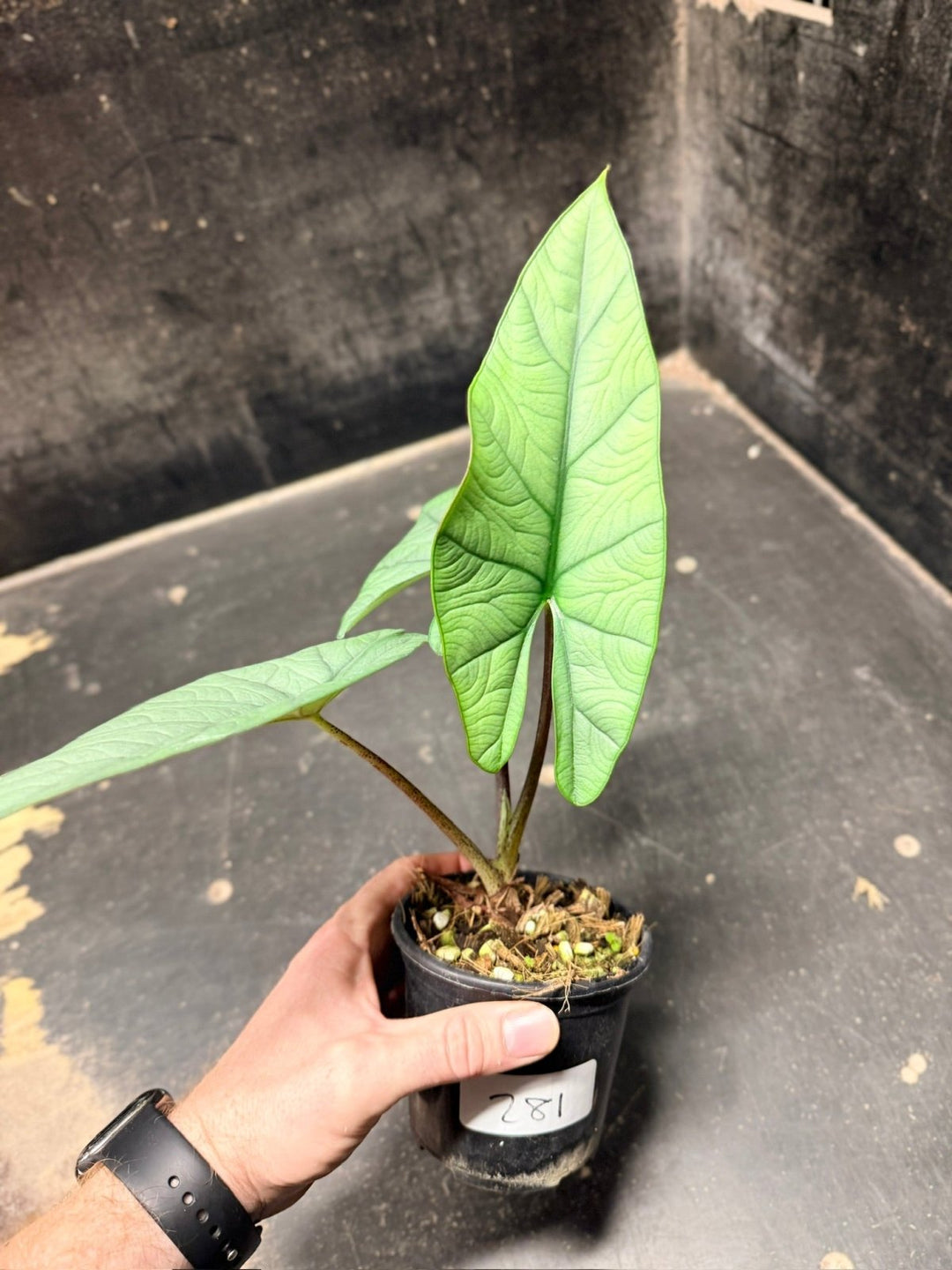 Handpicked 281 - Alocasia Bisma NOID Hybrid - 100mm Pot | Uprooted