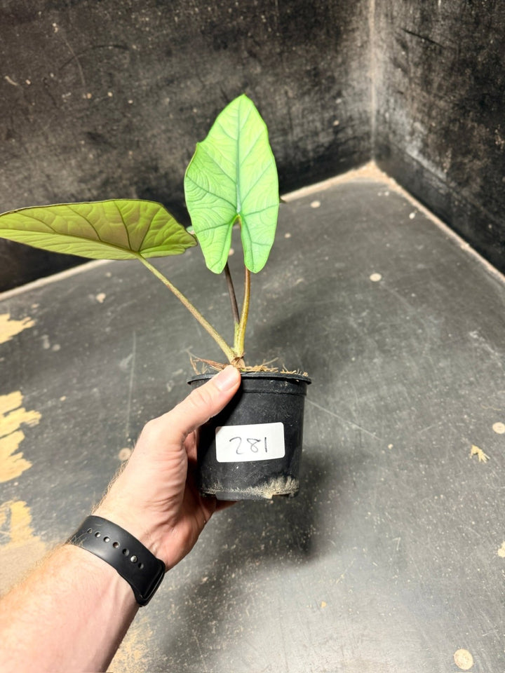 Handpicked 281 - Alocasia Bisma NOID Hybrid - 100mm Pot | Uprooted