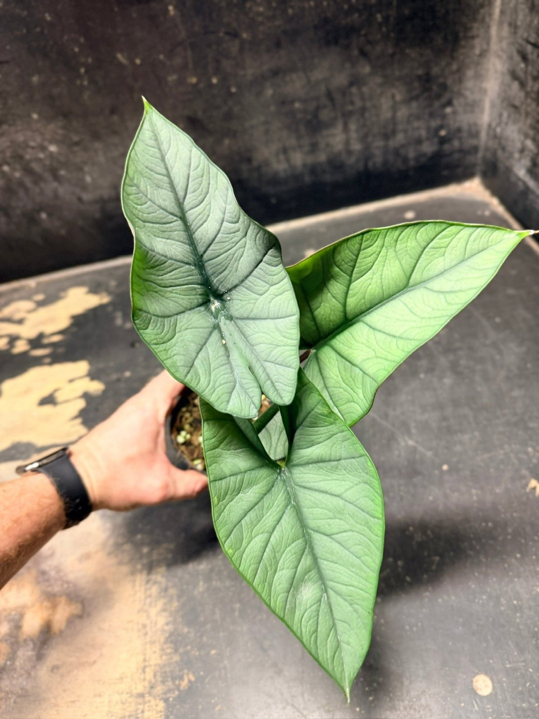 Handpicked 282 - Alocasia Bisma NOID Hybrid - 100mm Pot | Uprooted
