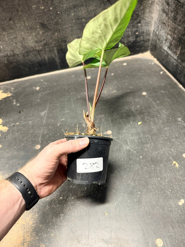 Handpicked 282 - Alocasia Bisma NOID Hybrid - 100mm Pot | Uprooted