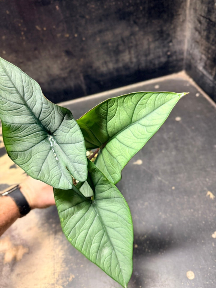 Handpicked 282 - Alocasia Bisma NOID Hybrid - 100mm Pot | Uprooted
