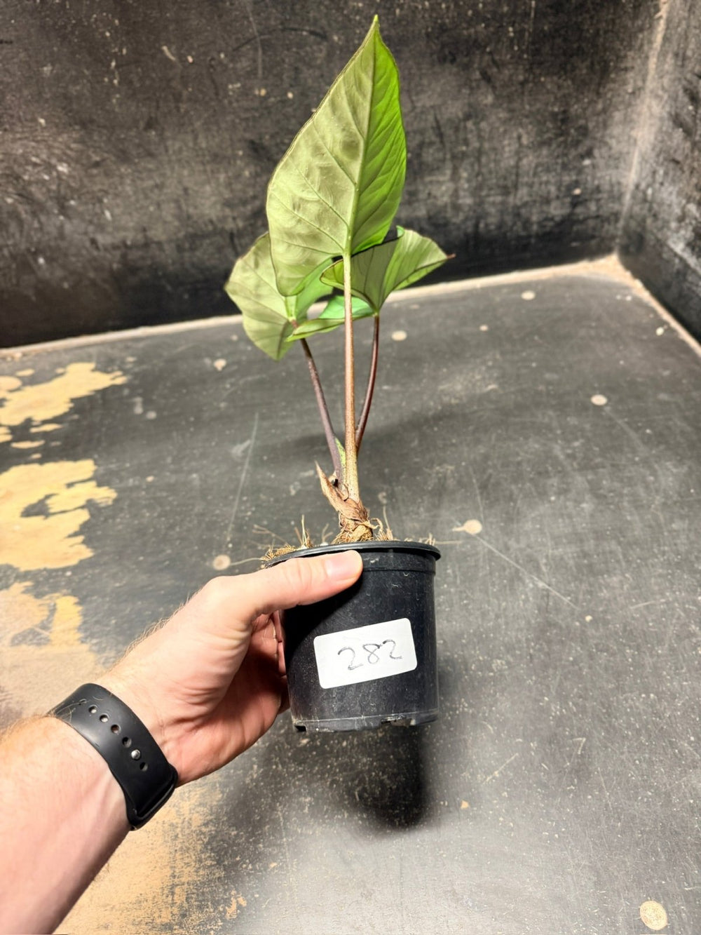 Handpicked 282 - Alocasia Bisma NOID Hybrid - 100mm Pot | Uprooted