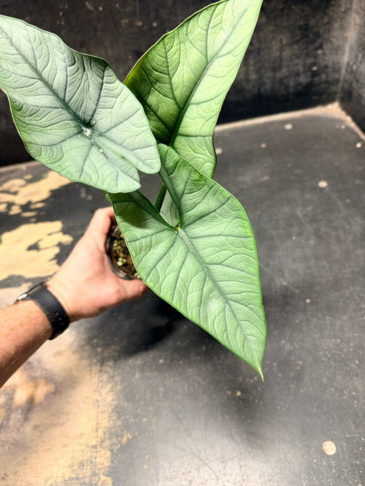 Handpicked 282 - Alocasia Bisma NOID Hybrid - 100mm Pot | Uprooted