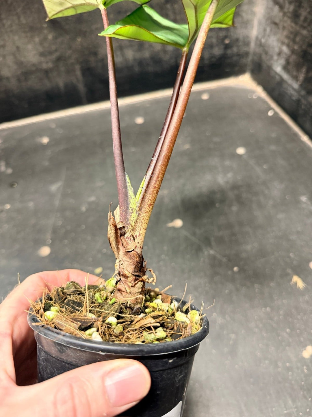 Handpicked 282 - Alocasia Bisma NOID Hybrid - 100mm Pot | Uprooted