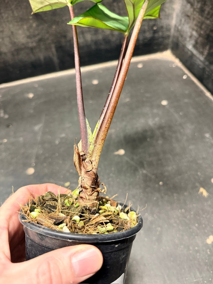 Handpicked 282 - Alocasia Bisma NOID Hybrid - 100mm Pot | Uprooted