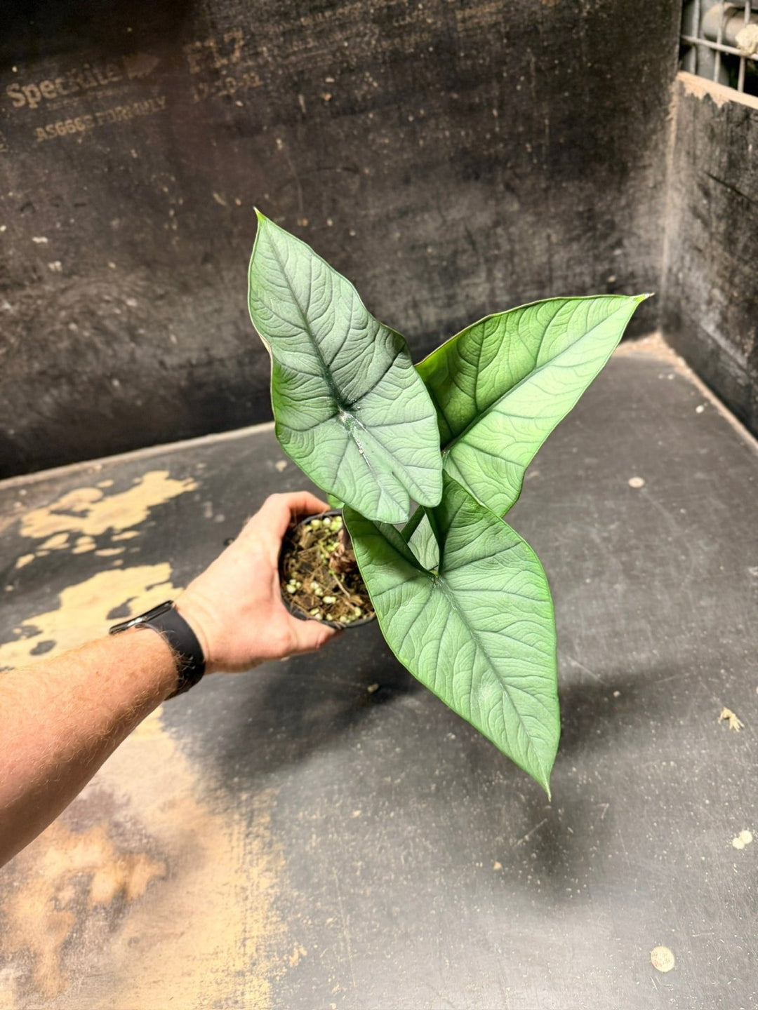 Handpicked 282 - Alocasia Bisma NOID Hybrid - 100mm Pot | Uprooted