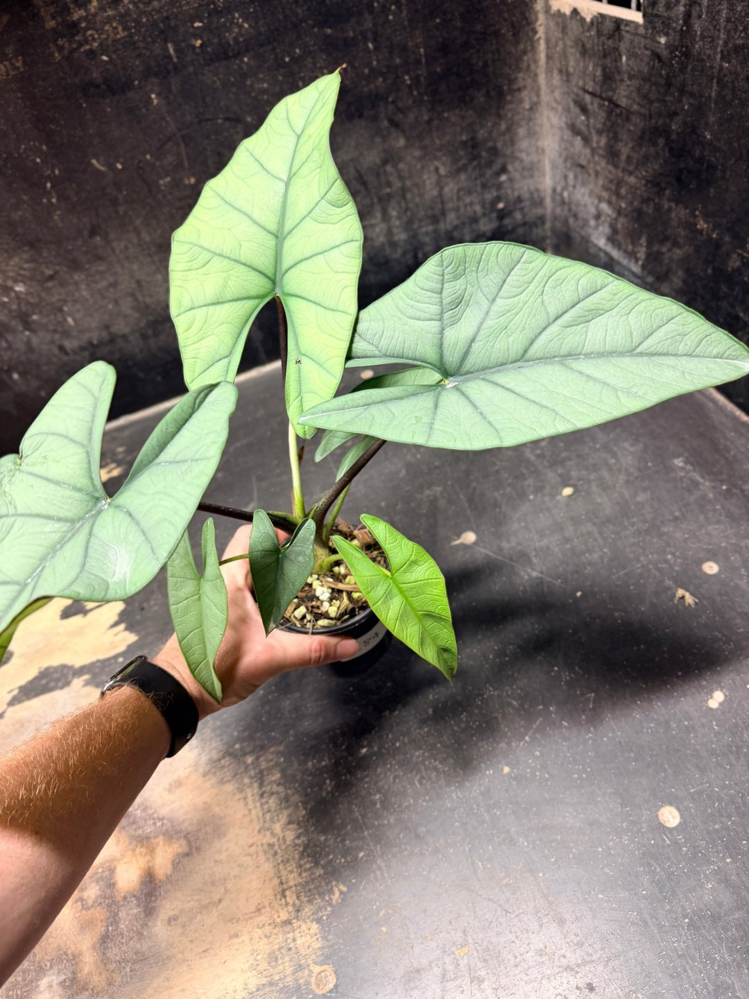 Handpicked 284 - Alocasia Bisma NOID Hybrid - 100mm Pot | Uprooted