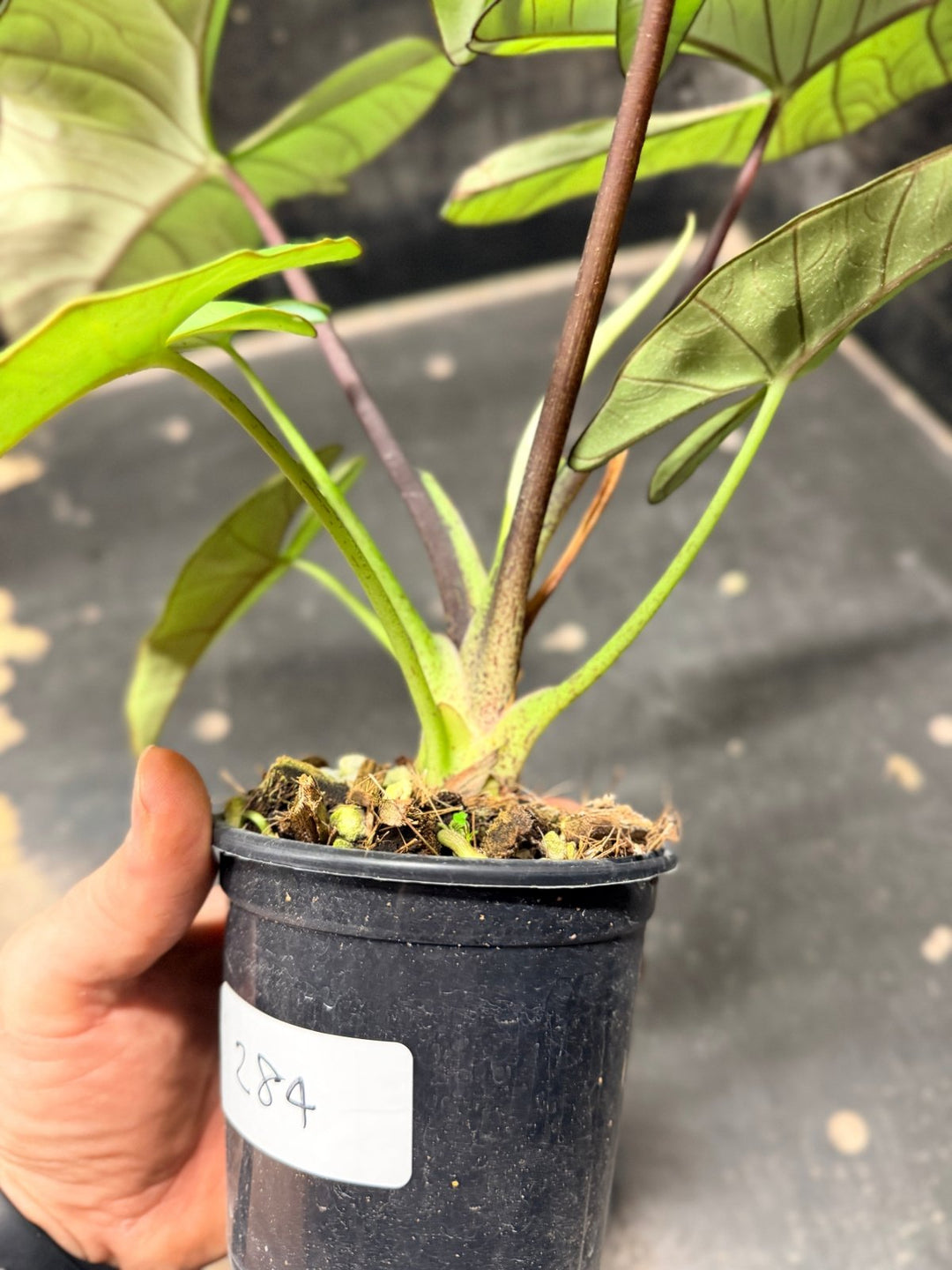 Handpicked 284 - Alocasia Bisma NOID Hybrid - 100mm Pot | Uprooted