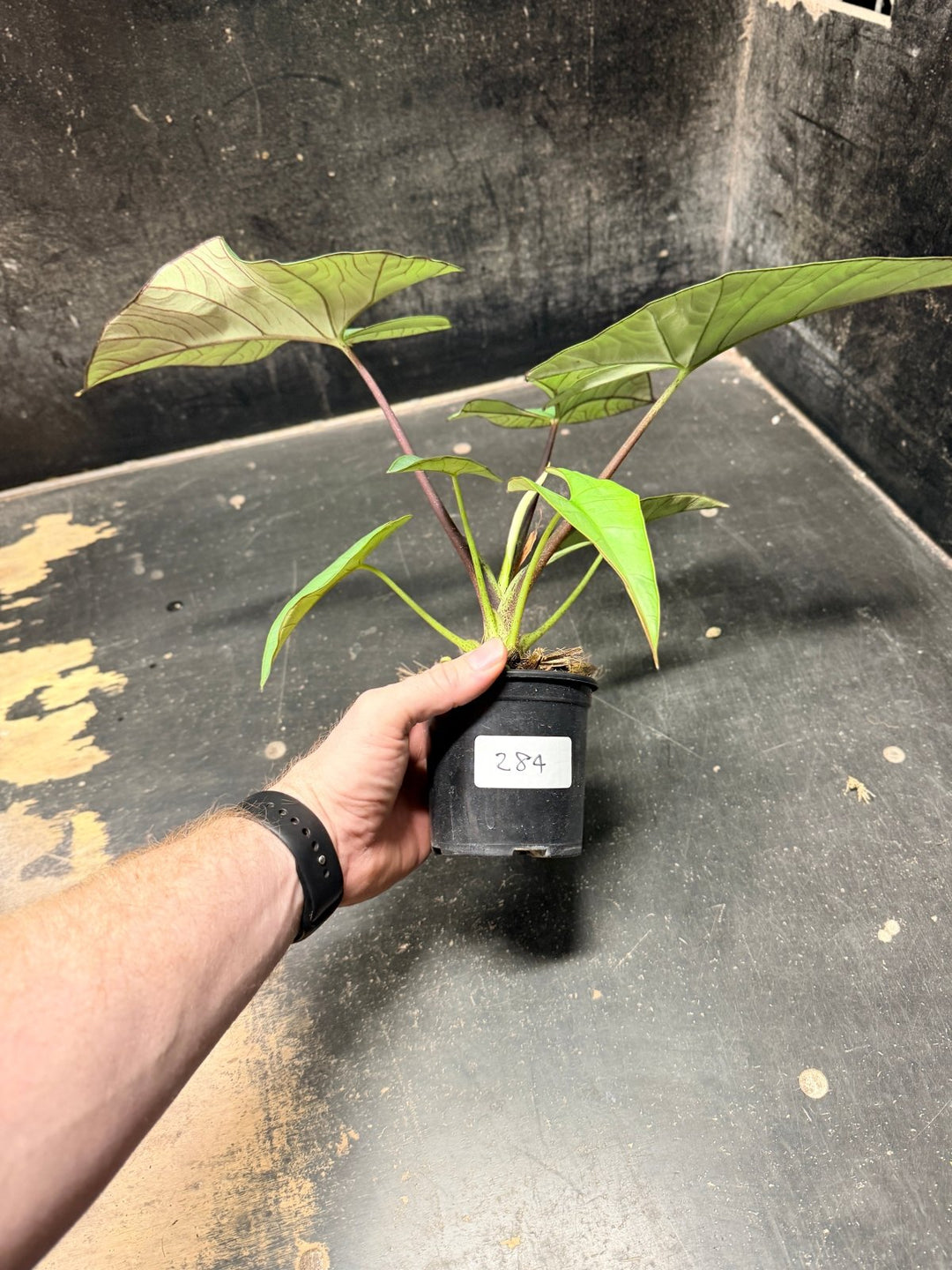 Handpicked 284 - Alocasia Bisma NOID Hybrid - 100mm Pot | Uprooted