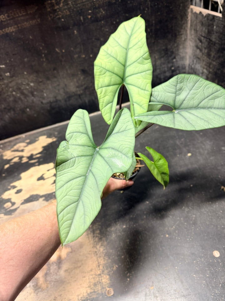 Handpicked 284 - Alocasia Bisma NOID Hybrid - 100mm Pot | Uprooted