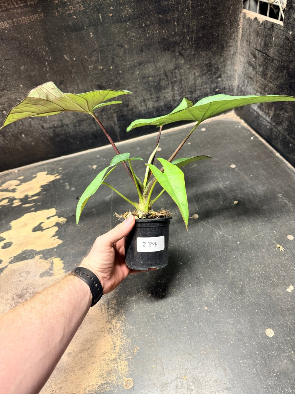 Handpicked 284 - Alocasia Bisma NOID Hybrid - 100mm Pot | Uprooted