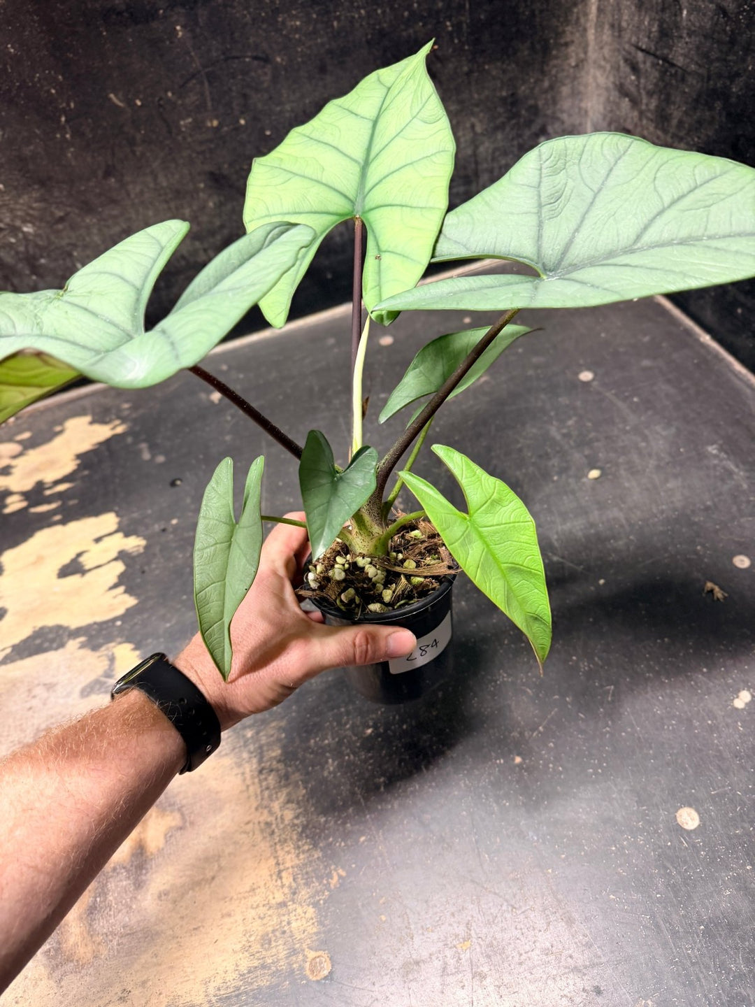 Handpicked 284 - Alocasia Bisma NOID Hybrid - 100mm Pot | Uprooted
