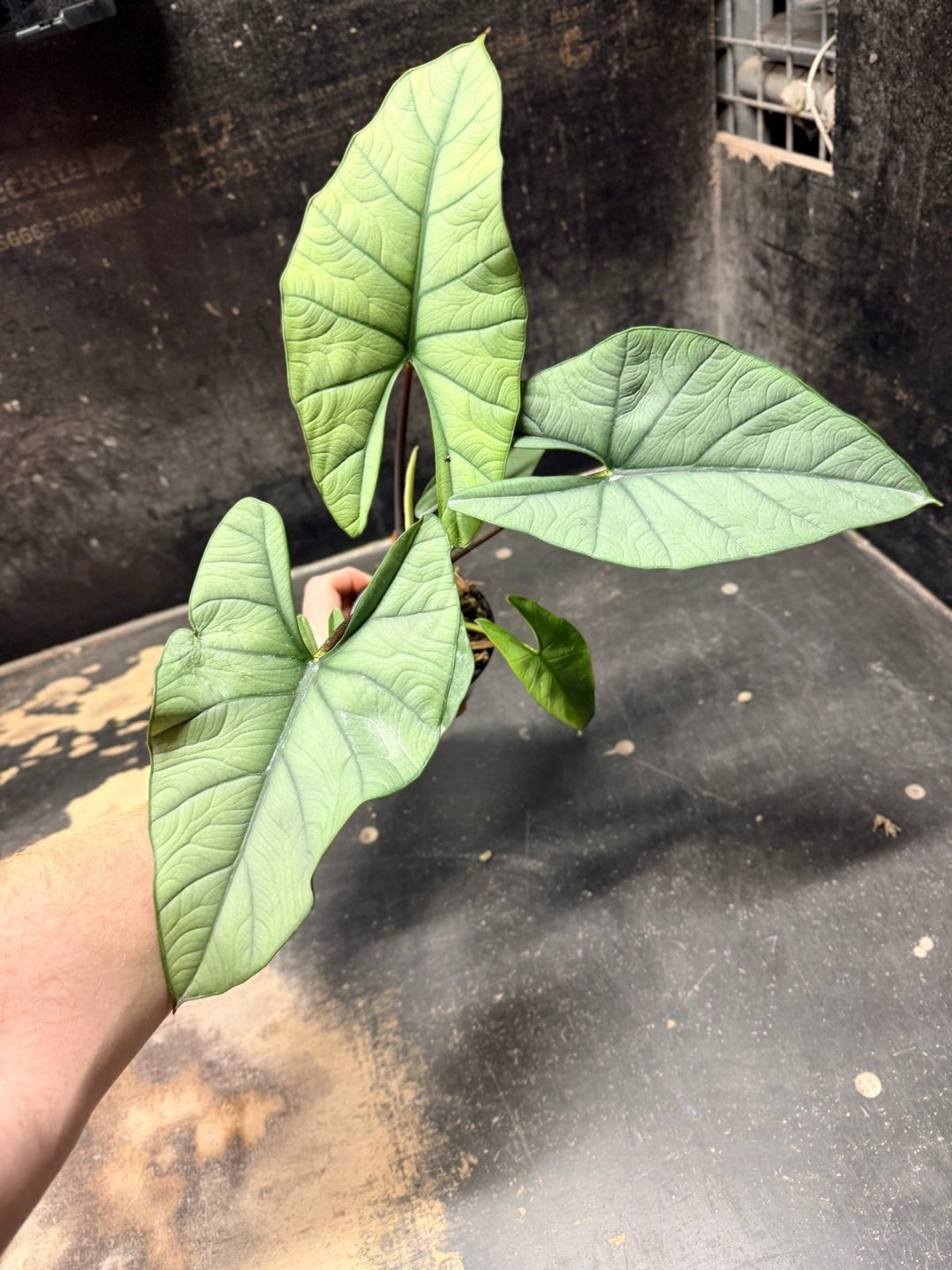 Handpicked 284 - Alocasia Bisma NOID Hybrid - 100mm Pot | Uprooted