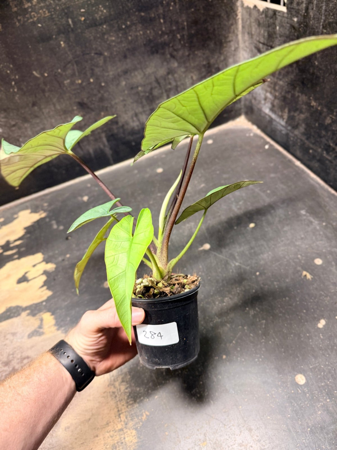 Handpicked 284 - Alocasia Bisma NOID Hybrid - 100mm Pot | Uprooted