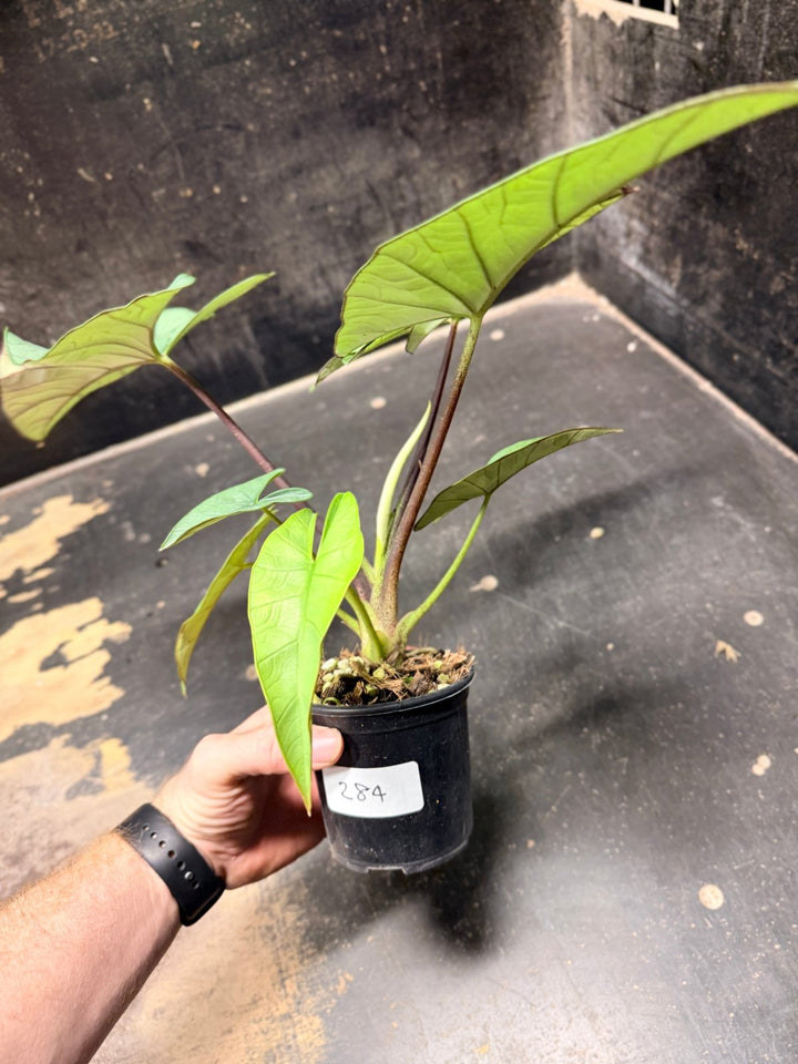 Handpicked 284 - Alocasia Bisma NOID Hybrid - 100mm Pot | Uprooted