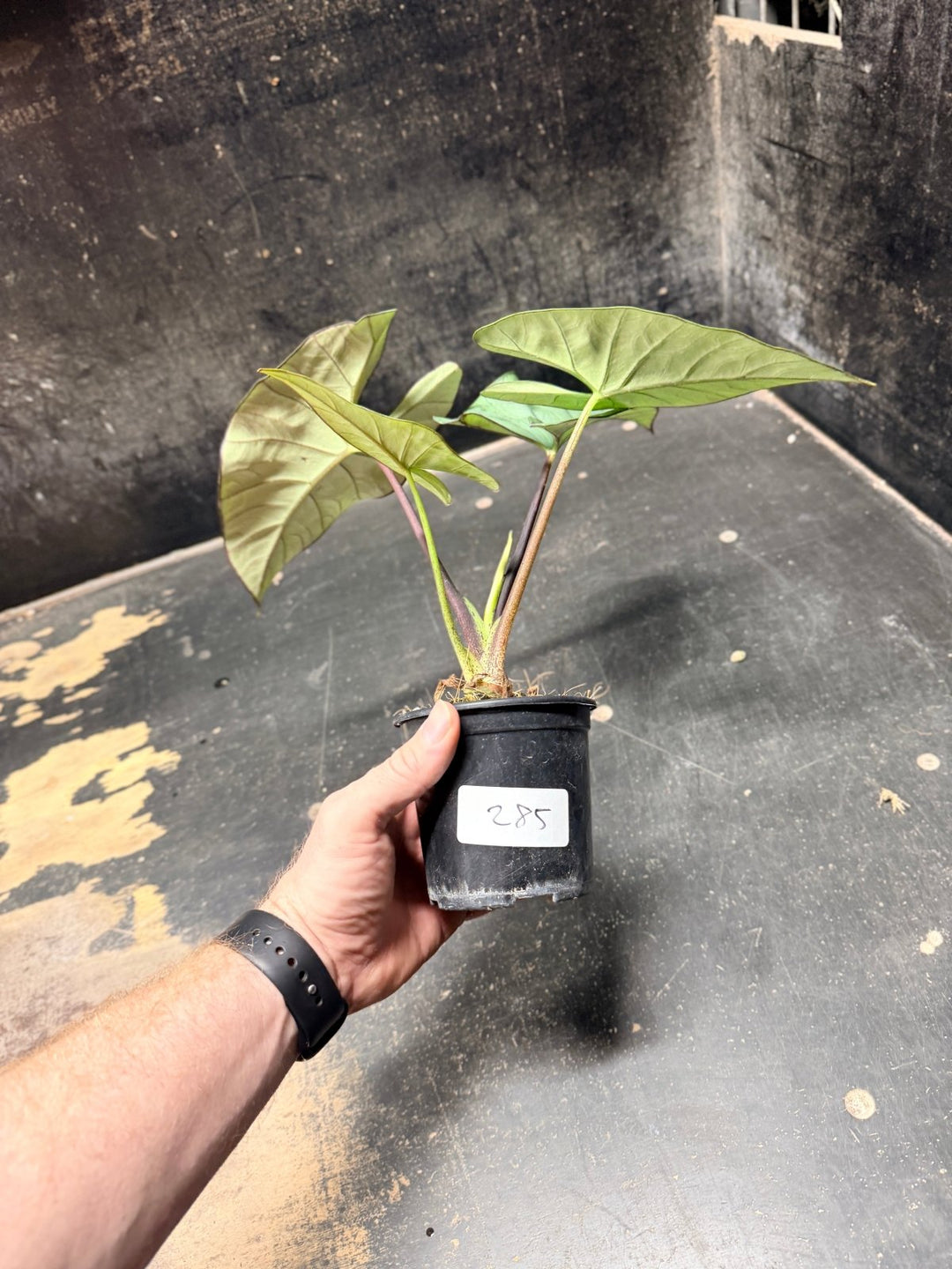 Handpicked 285 - Alocasia Bisma NOID Hybrid - 100mm Pot | Uprooted