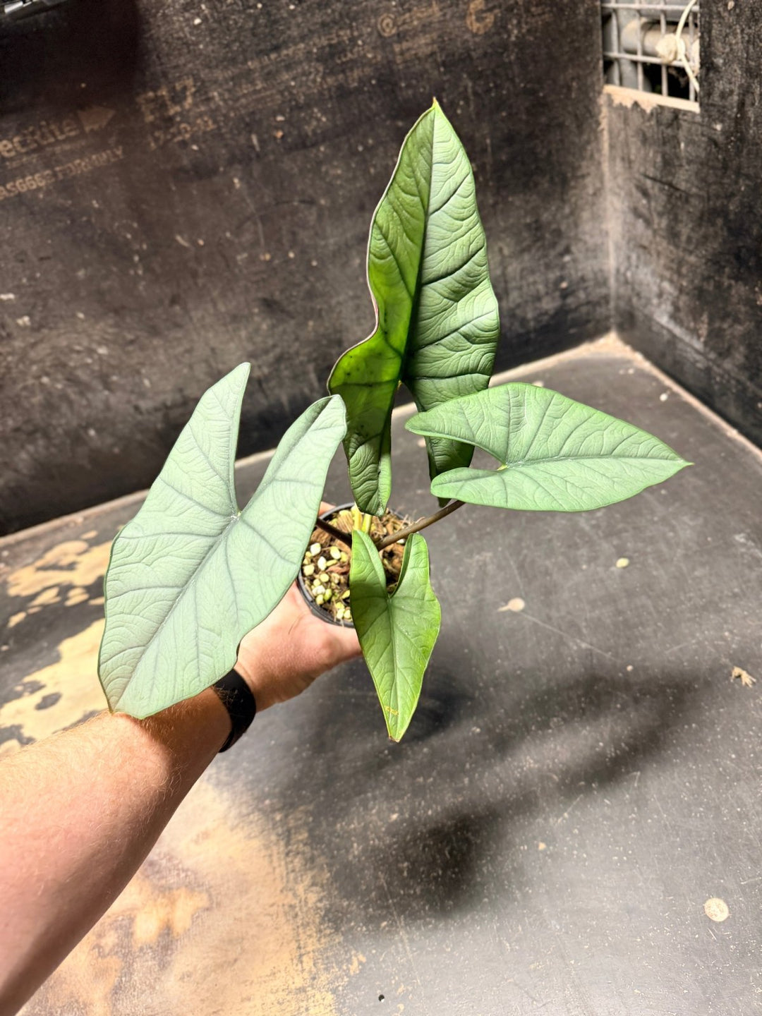 Handpicked 285 - Alocasia Bisma NOID Hybrid - 100mm Pot | Uprooted