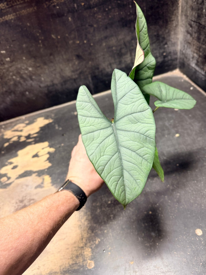 Handpicked 285 - Alocasia Bisma NOID Hybrid - 100mm Pot | Uprooted