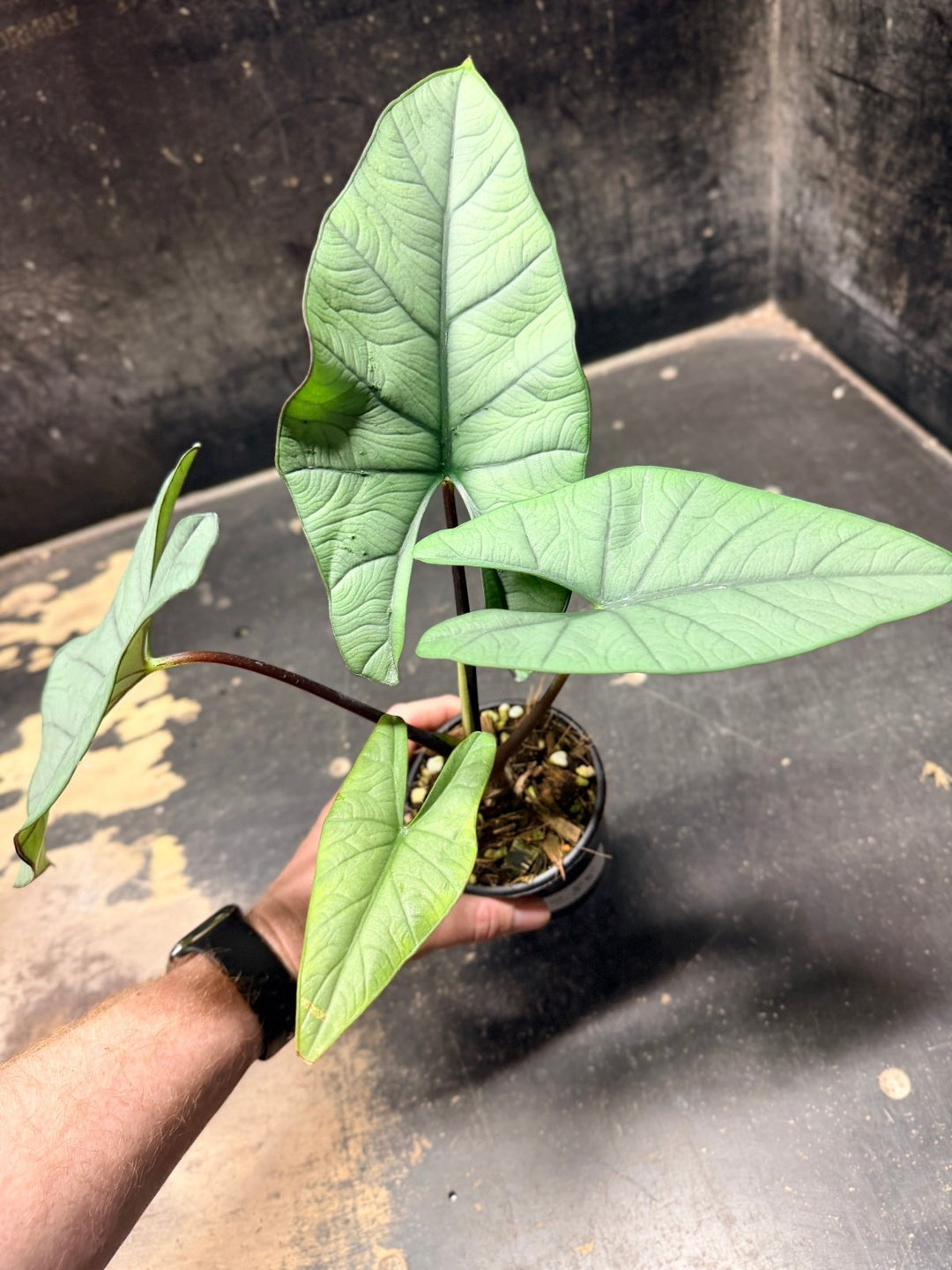 Handpicked 285 - Alocasia Bisma NOID Hybrid - 100mm Pot | Uprooted