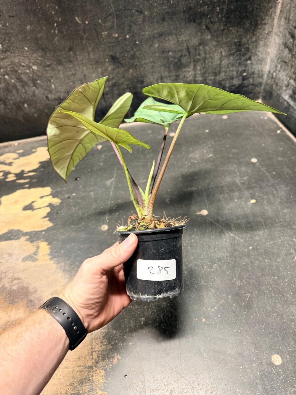 Handpicked 285 - Alocasia Bisma NOID Hybrid - 100mm Pot | Uprooted