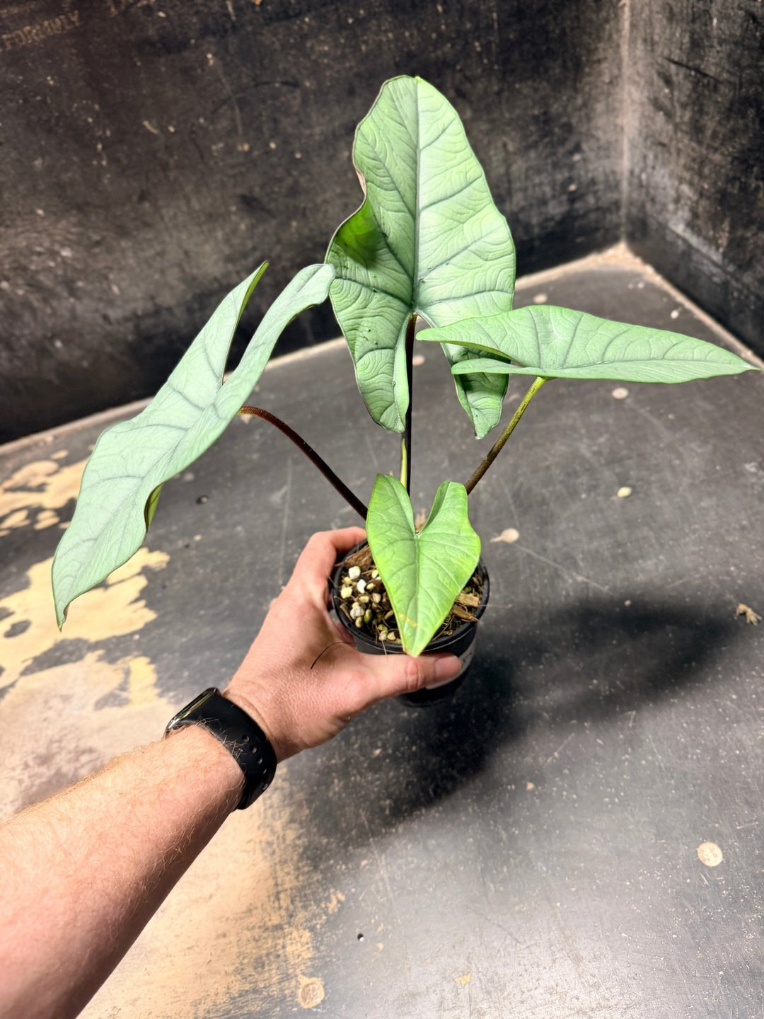 Handpicked 285 - Alocasia Bisma NOID Hybrid - 100mm Pot | Uprooted