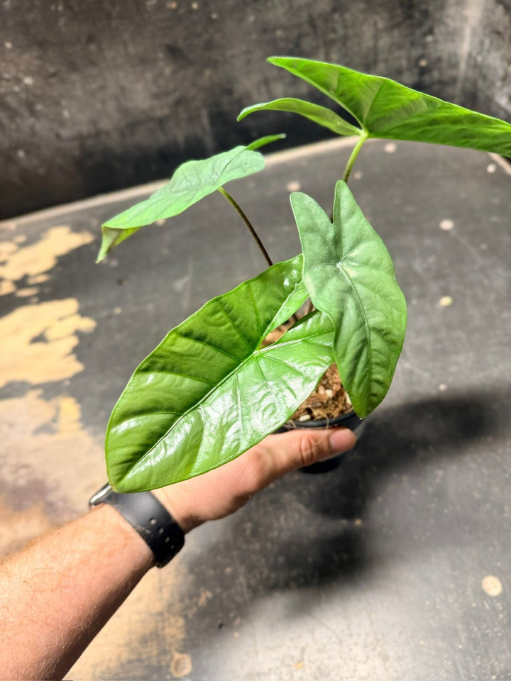 Handpicked 286 - Alocasia Heterophylla Corazon - 100mm Pot | Uprooted