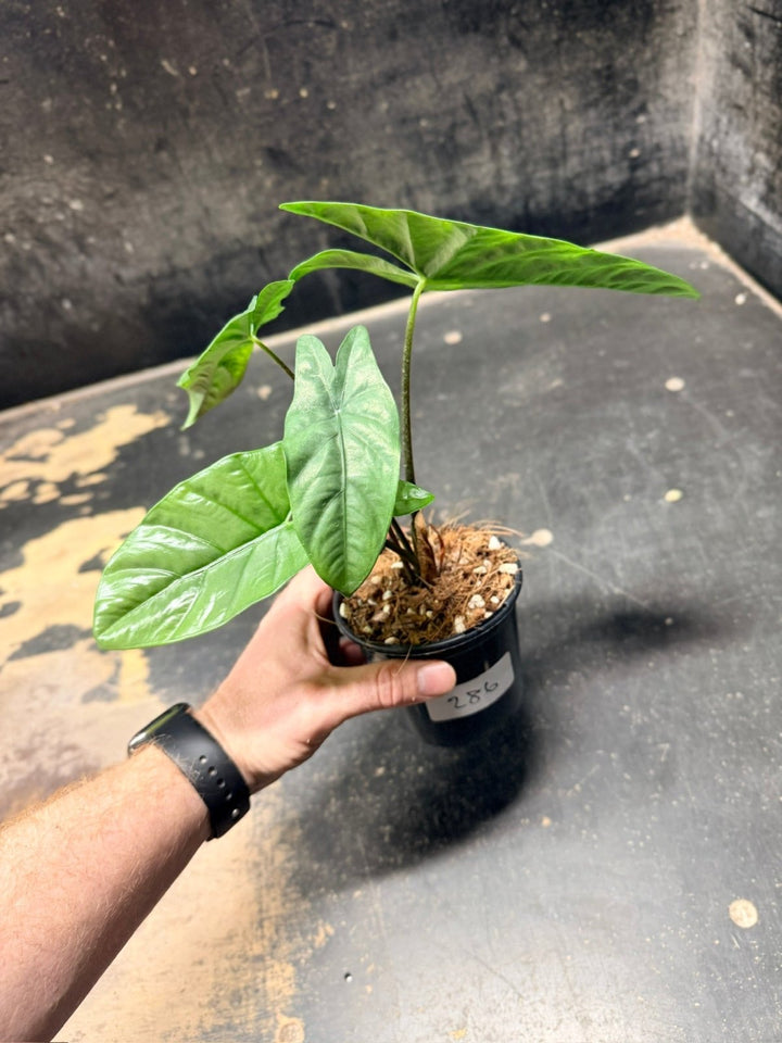 Handpicked 286 - Alocasia Heterophylla Corazon - 100mm Pot | Uprooted