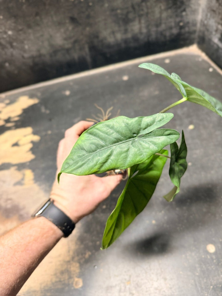 Handpicked 286 - Alocasia Heterophylla Corazon - 100mm Pot | Uprooted