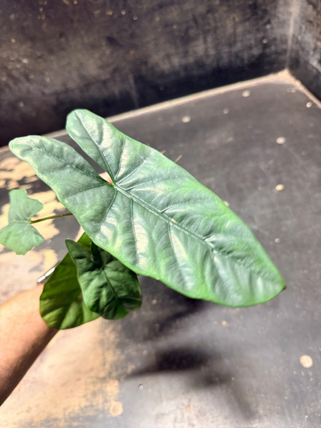 Handpicked 286 - Alocasia Heterophylla Corazon - 100mm Pot | Uprooted
